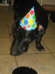 corgidor birthday party