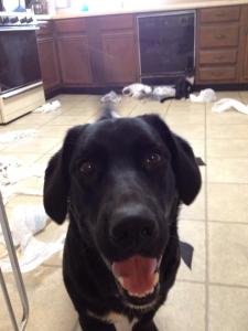 Corgidor destruction.